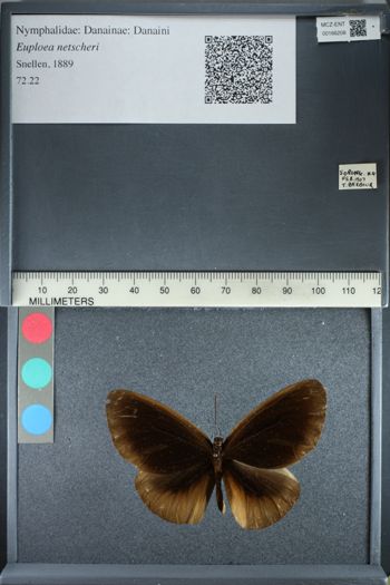 Media type: image;   Entomology 166208